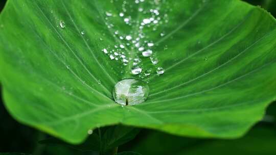 叶子 水珠 露珠 特写