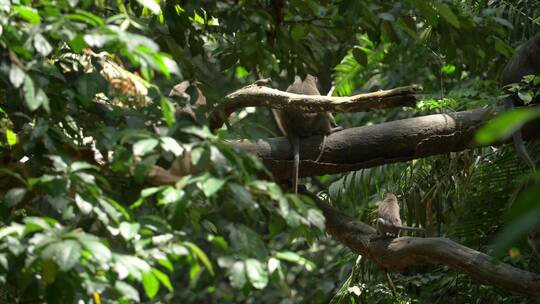 小猴子在林间穿梭的慢镜头