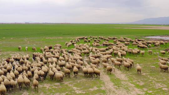 鸟瞰羊群在草地上奔跑