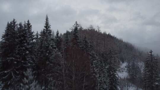 针叶树、雪、山、树林