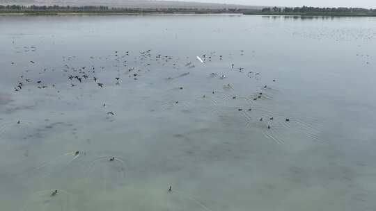 4k航拍黑河湿地水鸟鹤