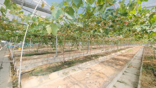 葡萄园现代化温室大棚果园果树栽培