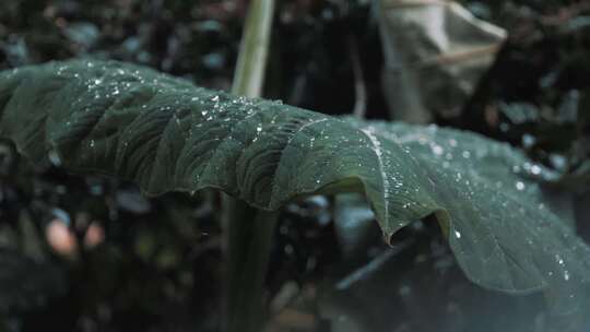 雨季植物特写