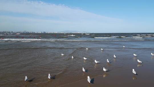 沙滩海浪海鸥