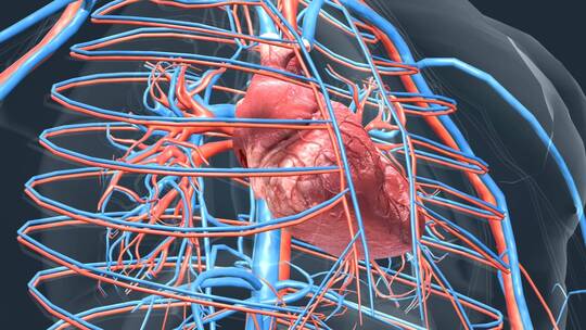 3D心脏动画医学人体心脏运转跳动