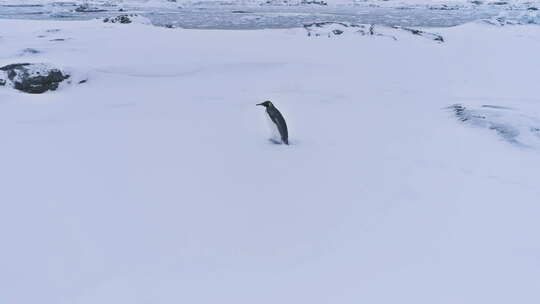 孤王企鹅南极雪面景观
