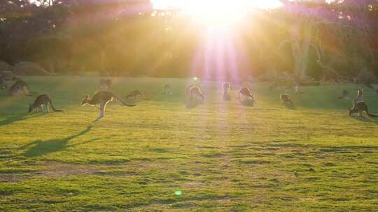 袋鼠在日落时吃草野外澳大利亚