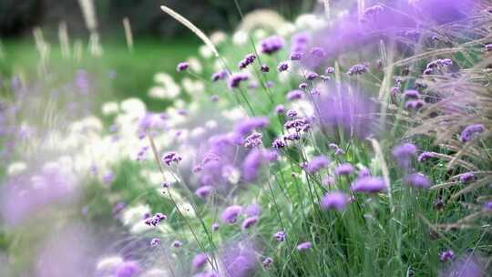 花园紫色的花在风中摇曳特写
