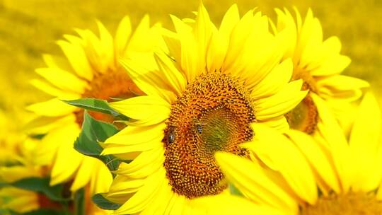蜜蜂在向日葵上空飞翔