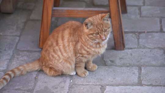 猫 橘猫 大橘猫 动物 萌宠 宠物