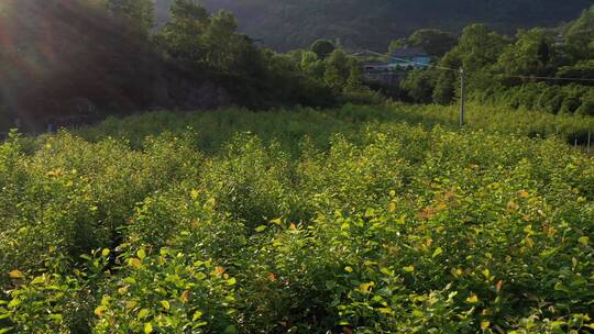 春天夕阳下红花玉兰树苗田野