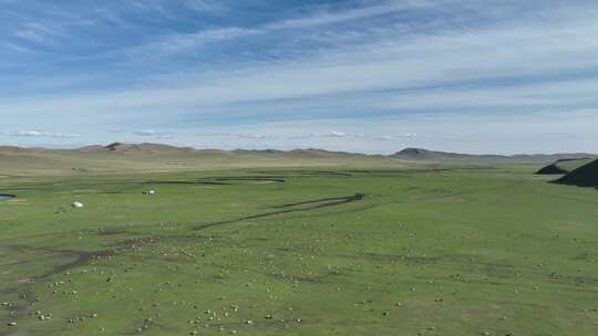 航拍草原牧场羊群