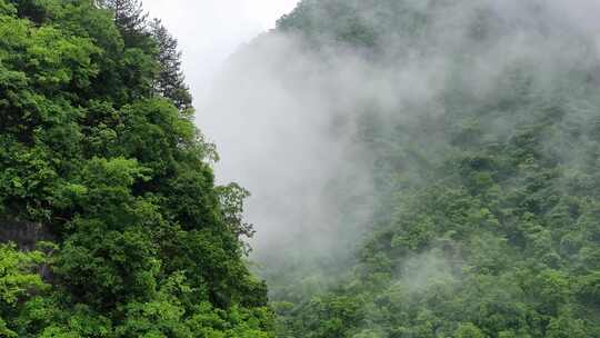 大山深处原始森林神秘云雾缭绕