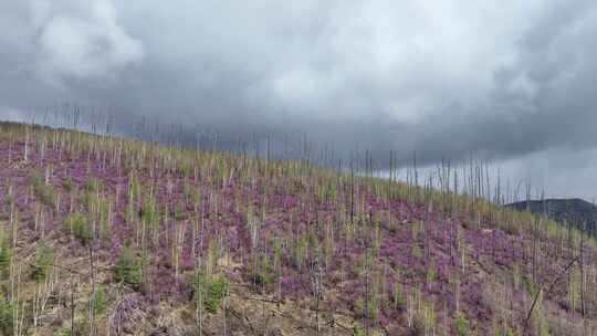 航拍兴安岭杜鹃花山林怒放（未调色）视频素材模板下载