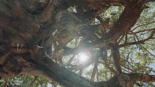 树冠与明亮的午后阳光和光线视频素材模板下载
