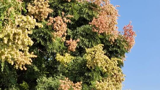 秋季的栾树开花结果 一个一个的红灯笼