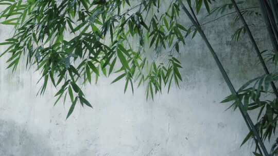 意境空镜竹子写意竹子