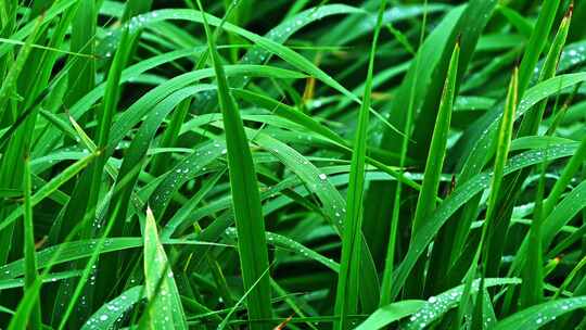 夏季下雨天植物树叶雨滴水滴水珠特写