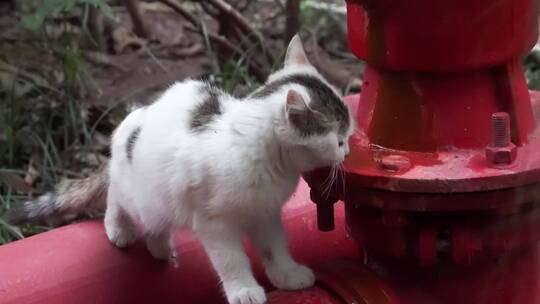 城市街头可爱流浪猫喝水镜头