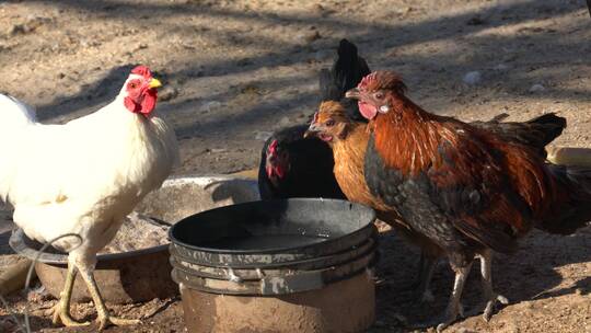 4K家禽养殖-农村鸡群在圈内低头喝水视频素材模板下载