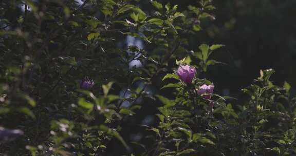 夏天阳光下木槿花盛开