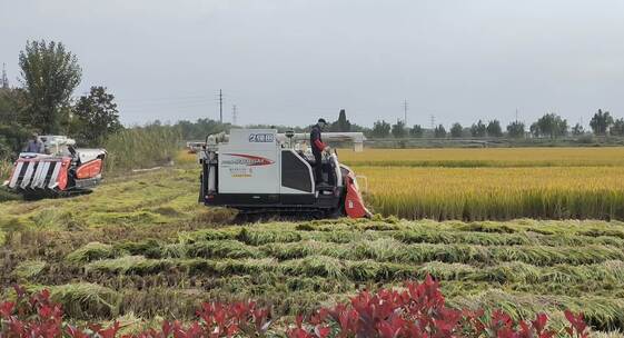 农村秋天机械化收割水稻 丰收视频素材模板下载