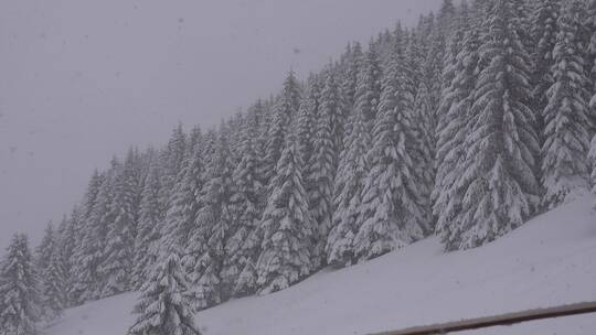 冬天暴雪中的森林树木美景