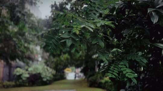 微雨中随风摆动的树叶