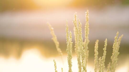 夕阳里的花草