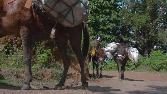 马帮视频中国西南农村驮货物的马匹马队视频素材模板下载