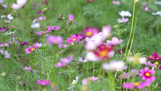 格桑花实拍