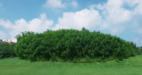 8k实拍槐树林前的大草坪露营地