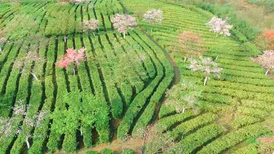 湖南郴州高椅岭樱花园