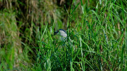 野生鸟类水鸟 草丛 夜鹭 池鹭