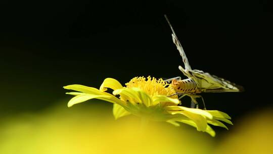 蜜蜂采蜜向日葵太阳花