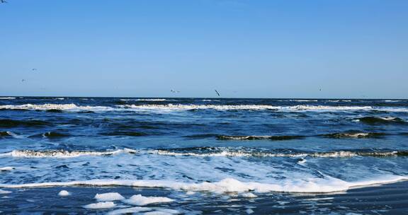 8k实拍海边海浪海鸟