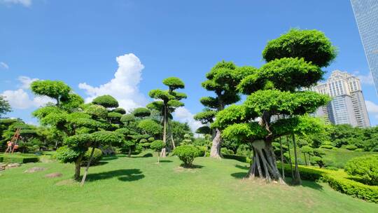 公园景观树造型修剪园林艺术园艺雕塑植物园