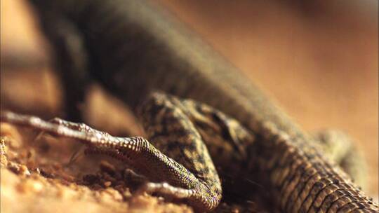 沙漠中的蜥蜴动物世界野生环境