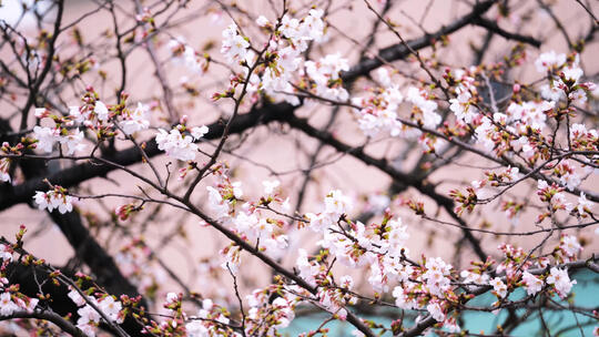 春天樱花季城市街头街景盛开的樱花