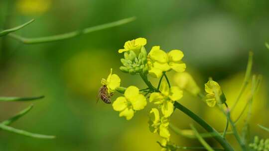 4K春天油菜花蜜蜂采蜜慢动作