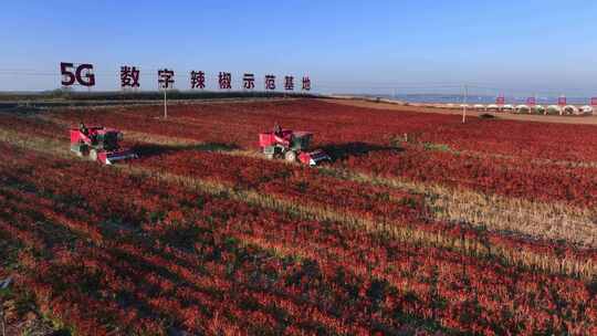 5G数字辣椒种植基地丰收航拍