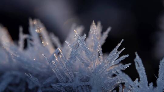 冬季植物唯美冰霜霜冻