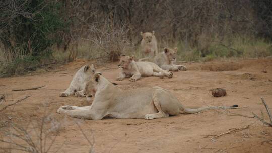 在泥地上休息的狮群