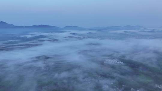 茶园清晨平流雾航拍视频素材模板下载