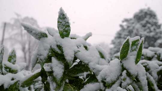 灌木，树叶，雪，雪花