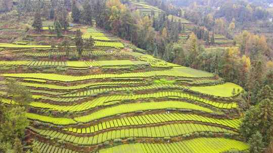 合集茶园美丽清明茶茶山茶叶