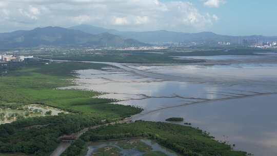 4K航拍深圳福田红树林湿地保护区