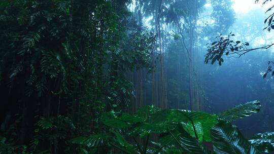 大自然热带雨林风景