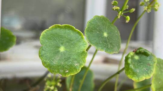 铜钱草植物特写镜头