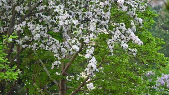 春天白色海棠花花瓣凋落视频素材模板下载